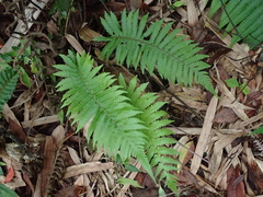 Sphaerostephanos taiwanensis