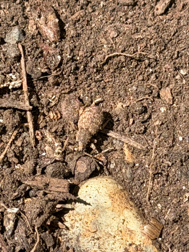 Otiorhynchus singularis