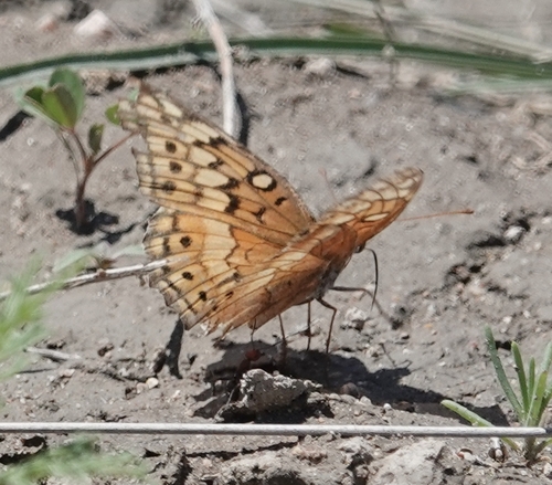 Variegated Fritillary