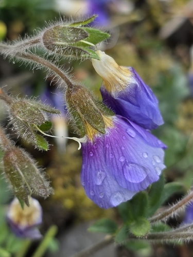Polemonium boreale, photograph 6