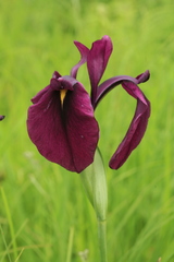 Iris ensata