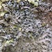 Bottlebrush Shield Lichen - Photo (c) lostinthemoss, some rights reserved (CC BY-NC), uploaded by lostinthemoss
