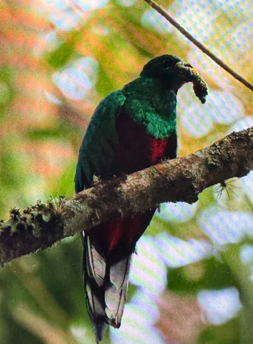 White-tipped Quetzal (Pharomachrus fulgidus), photo 3