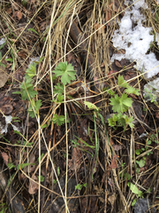 Geranium viscosissimum