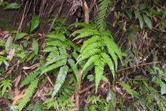 Arachniodes rhomboidea