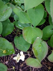 Epimedium × versicolor