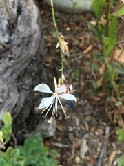 Oenothera coloradensis