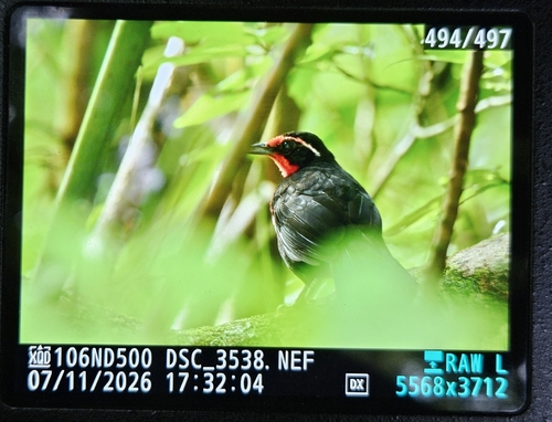 Rosy Thrush-tanager (Rhodinocichla rosea), photo 5