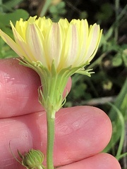 Pyrrhopappus grandiflorus