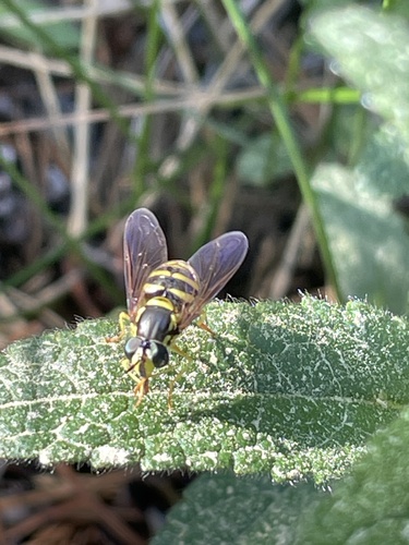 iNaturalist observation photo of Meadow Flies