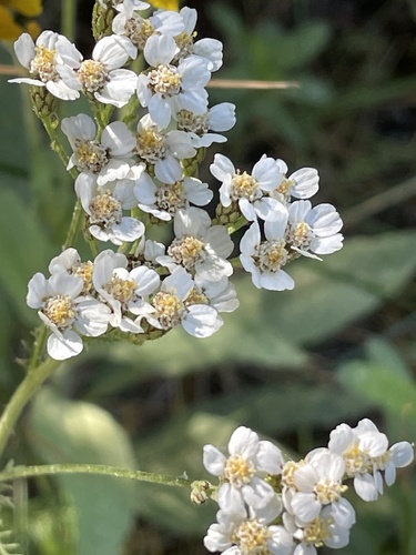iNaturalist observation photo of common yarrow