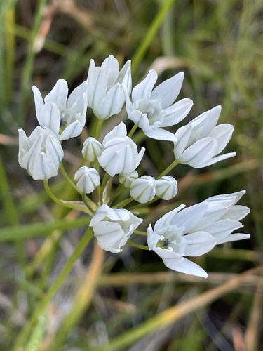 iNaturalist observation photo of white brodiaea
