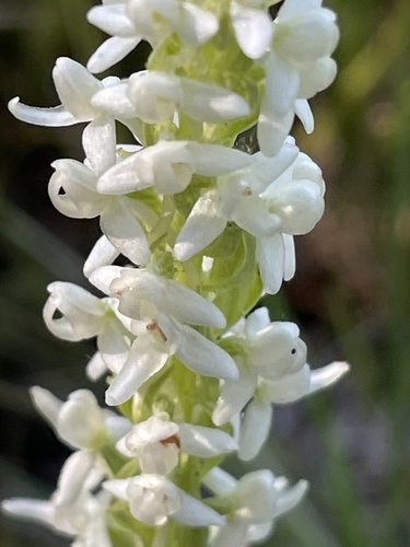 iNaturalist observation photo of Sierra Bog Orchid