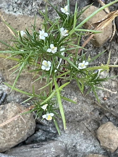 iNaturalist observation photo of needleleaf navarretia