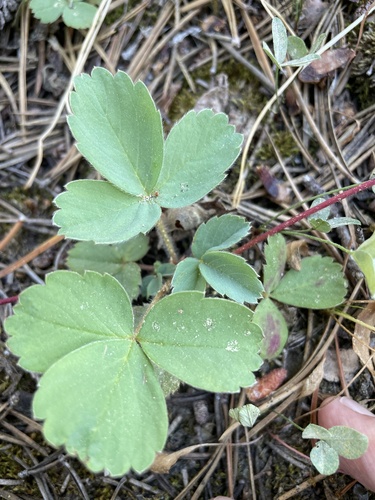 iNaturalist observation photo of Virginia strawberry