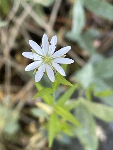 iNaturalist observation photo of Longstalk starwort