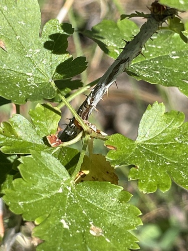 iNaturalist observation photo of white-stemmed gooseberry