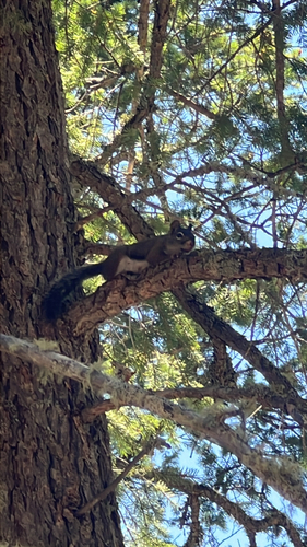 Fremont's Squirrel observed by tillydog