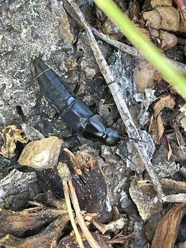 iNaturalist observation photo of Megaquedius