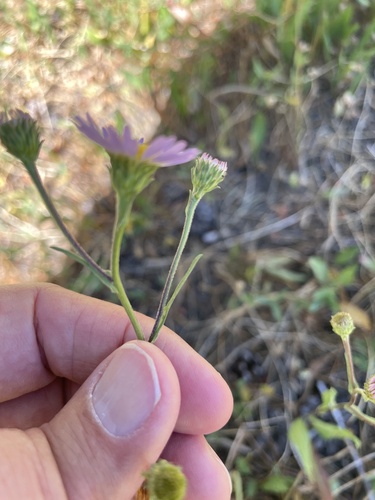 iNaturalist observation photo of western mountain aster