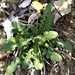Youngia japonica formosana - Photo (c) allen83059, alguns direitos reservados (CC BY-NC), uploaded by allen83059