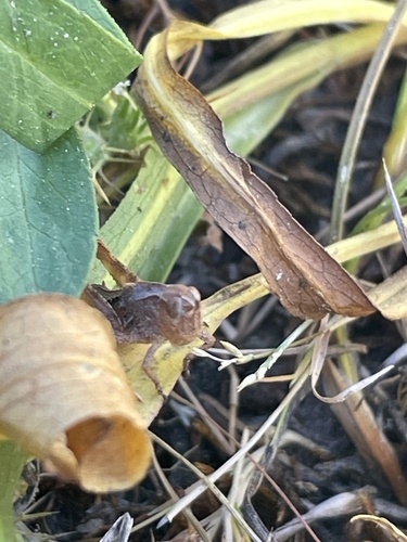 iNaturalist observation photo of Camnula