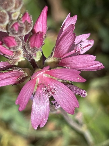 iNaturalist observation photo of Oregon Checker-mallow