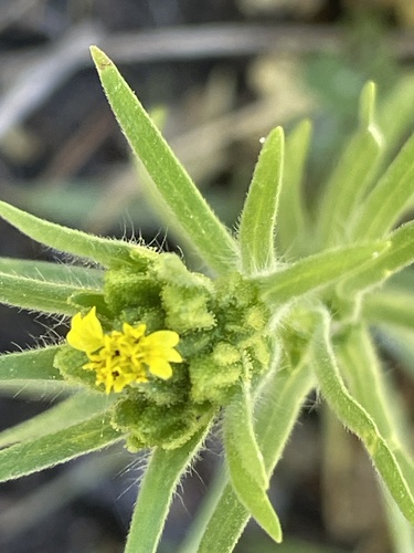 iNaturalist observation photo of mountain tarweed