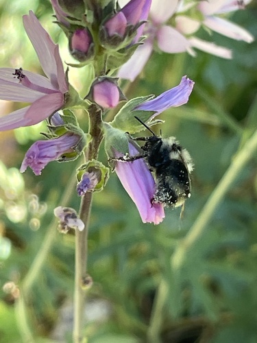 iNaturalist observation photo of Bumble Bees