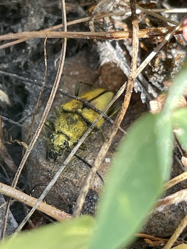 iNaturalist observation photo of Yellow Velvet Beetle