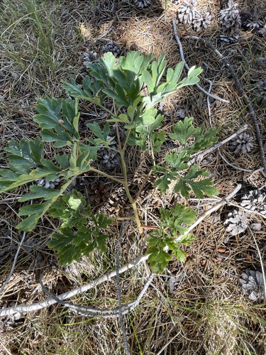 iNaturalist observation photo of Brown's Peony