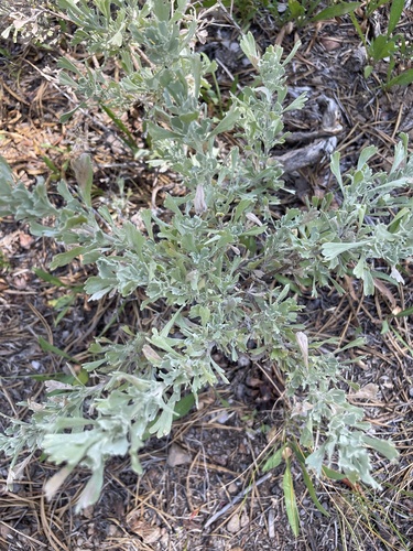 iNaturalist observation photo of wormwoods and sagebrushes