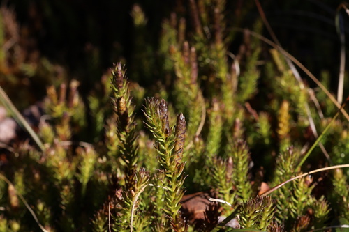 Lateristachys lateralis observed 2026-07-11
