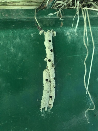 Organ pipe mud dauber