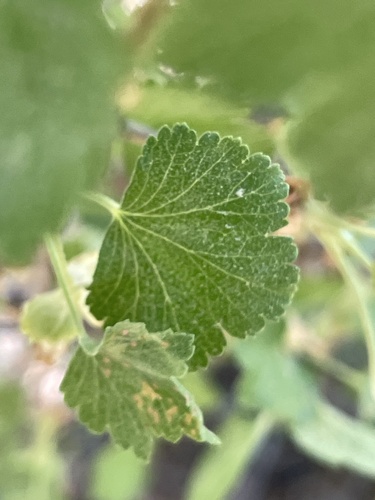 iNaturalist observation photo of wax currant