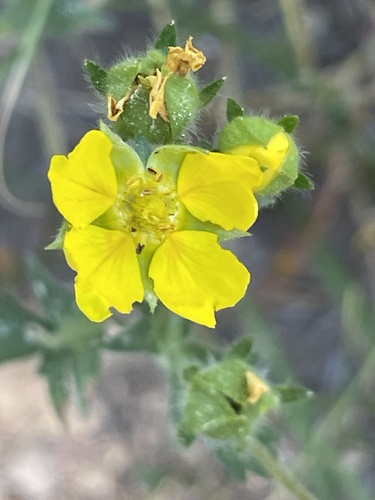 iNaturalist observation photo of combleaf cinquefoil