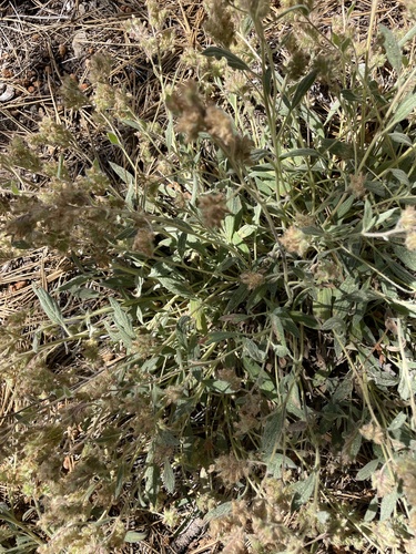 iNaturalist observation photo of Scorpionweeds