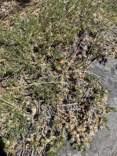 iNaturalist observation photo of spreading phlox
