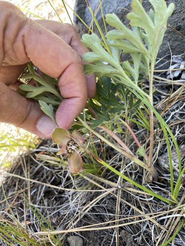 iNaturalist observation photo of Brown's Peony