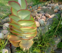 Kalanchoe luciae