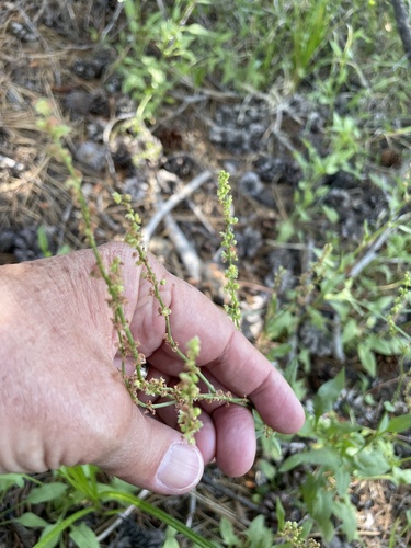 iNaturalist observation photo of alpine sheep sorrel