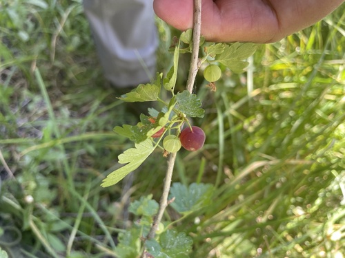 iNaturalist observation photo of white-stemmed gooseberry