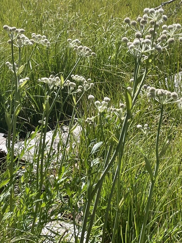 iNaturalist observation photo of ranger buttons