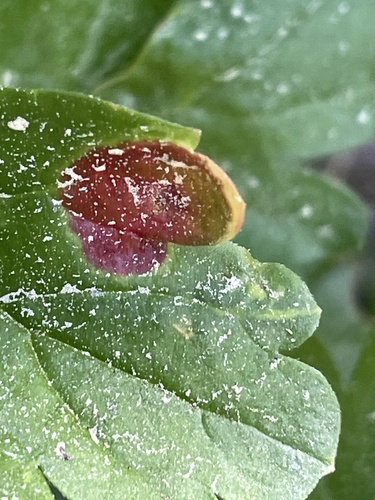 iNaturalist observation photo of Cluster Cup Rust