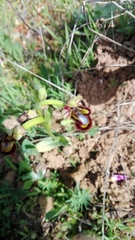 Ophrys speculum speculum