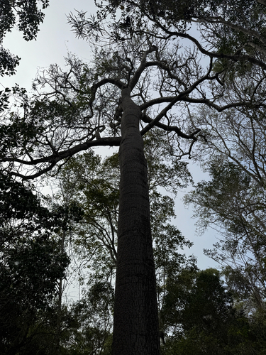 Brachychiton australis
