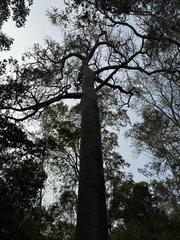 Brachychiton australis