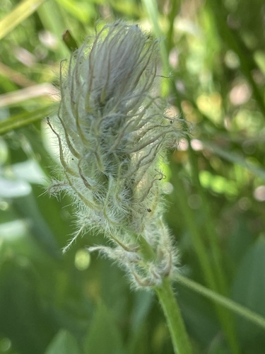 iNaturalist observation photo of Burke's Lupine