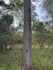 Brachychiton australis, photograph (c) Ian Dickie, some rights reserved (CC BY)