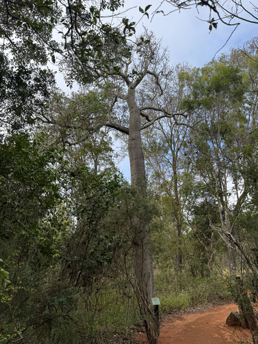 Brachychiton australis, photograph 2